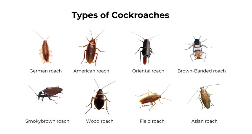 Types of Cockroaches in Your Home